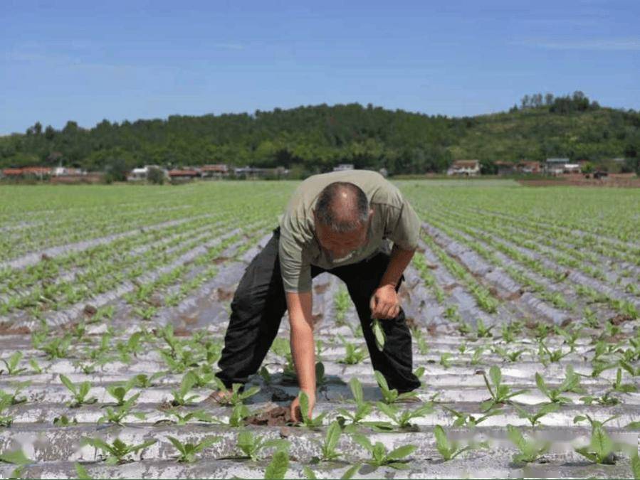 0亩萝卜种植忙 产业发展显活力开元棋牌杨家镇互助村：200