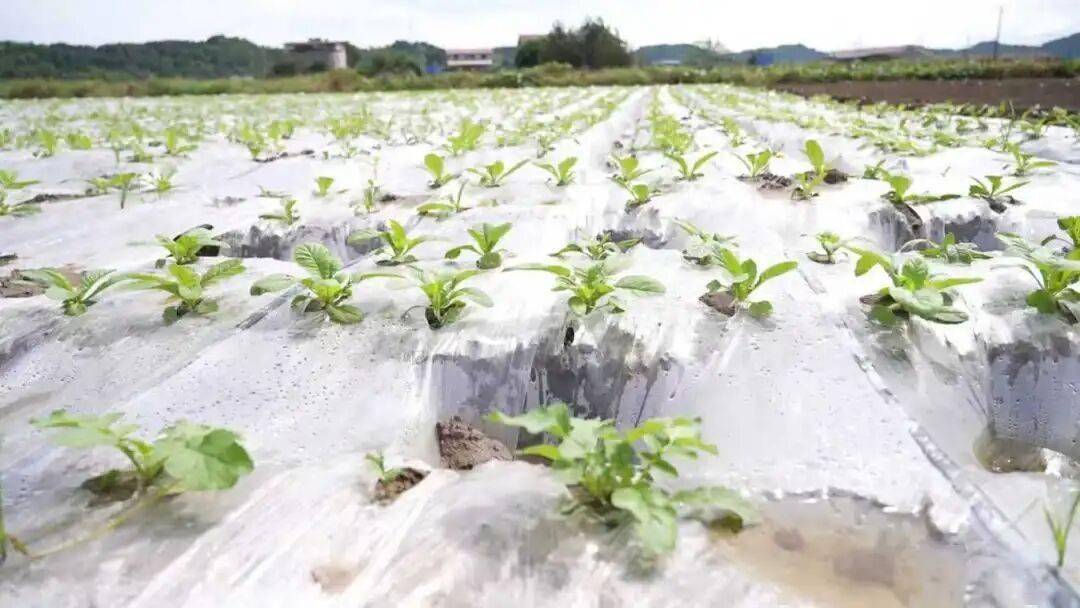 0亩萝卜种植忙 产业发展显活力开元棋牌杨家镇互助村：200(图2)