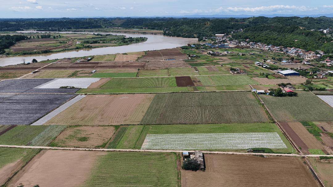 0亩萝卜种植忙 产业发展显活力开元棋牌杨家镇互助村：200(图3)