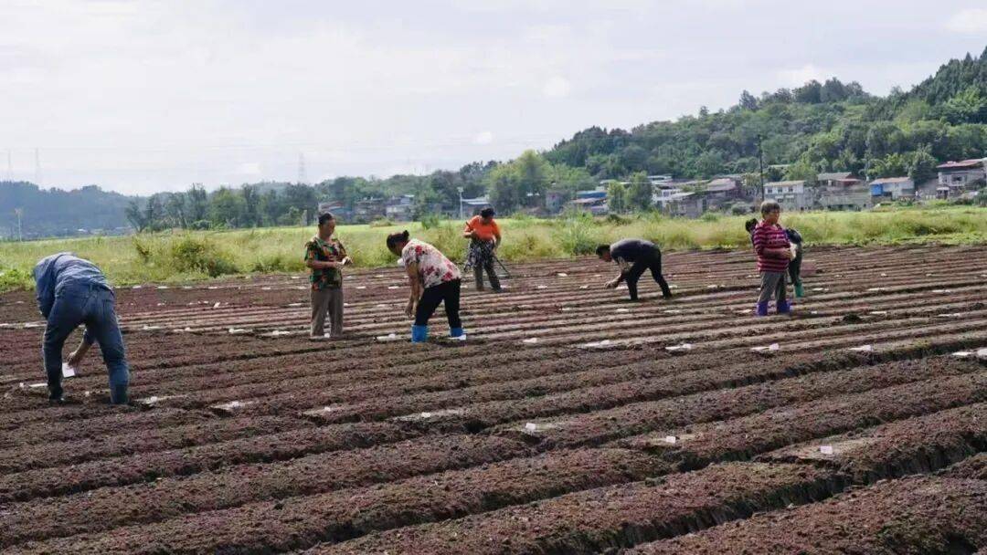 0亩萝卜种植忙 产业发展显活力开元棋牌杨家镇互助村：200(图4)