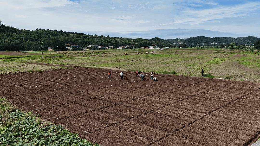 0亩萝卜种植忙 产业发展显活力开元棋牌杨家镇互助村：200(图5)