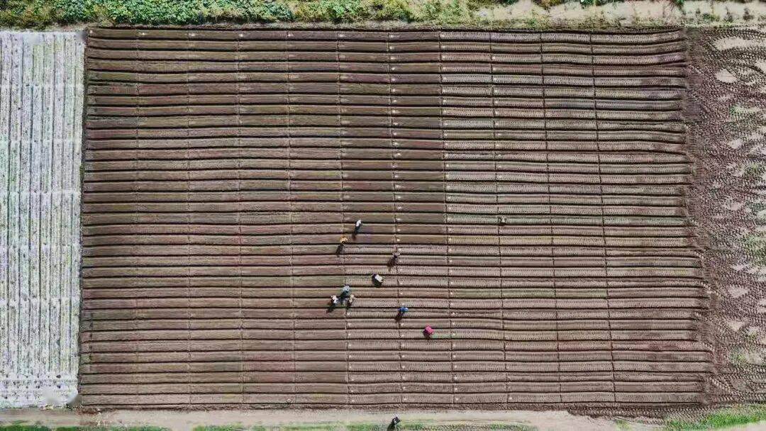 0亩萝卜种植忙 产业发展显活力开元棋牌杨家镇互助村：200(图6)